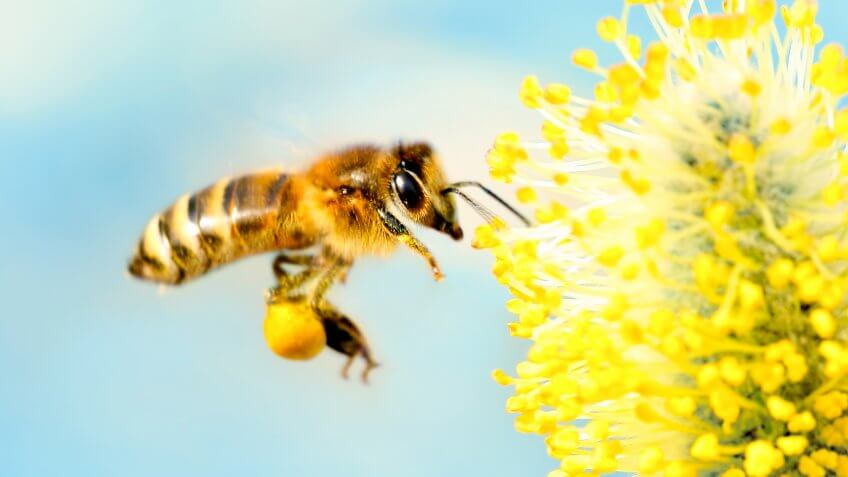Close-up of a bee flying to a willow tree blossom going to gather nectar.