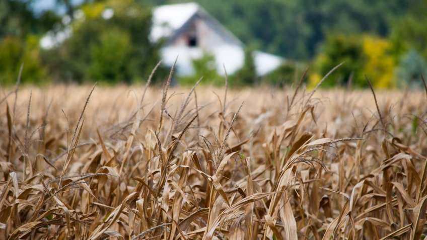 The midwest drought has had a major impact of local farmers and their crops. - Image