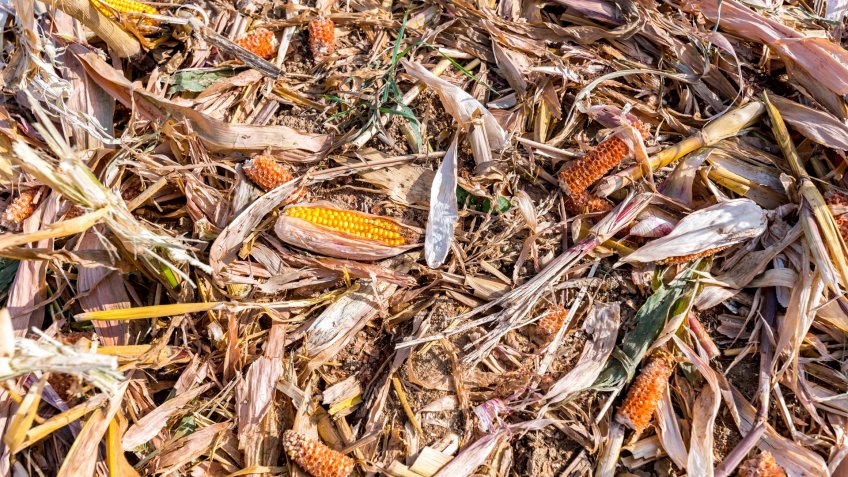 Destroyed corn lying on the corn field