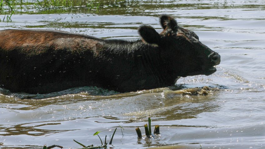 Mandatory Credit: Photo by Seth Perlman/AP/Shutterstock (6238119d)Central Illinois cattle keep cool by wading into a farm pond during a record breaking heat wave with dry weather conditions that is across most of the country in Farmingdale, Ill.