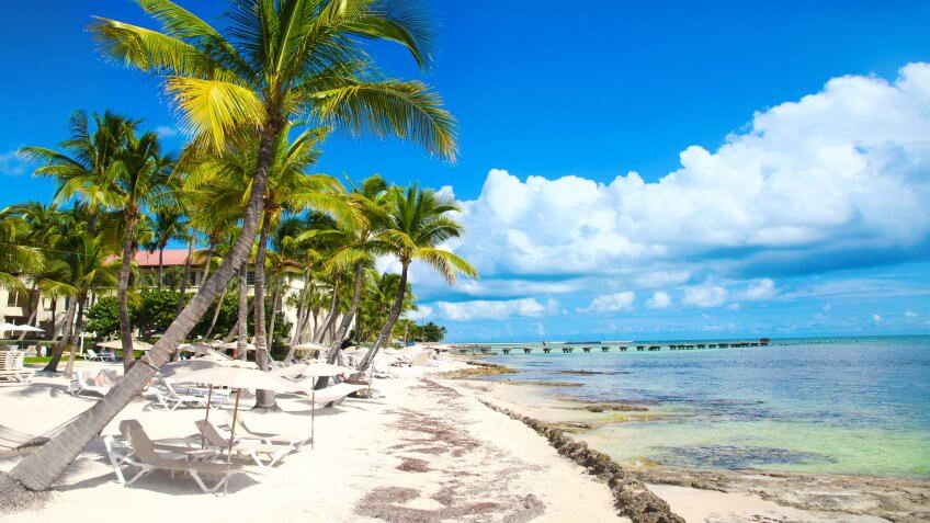 leaning palm tree in Key West Florida.