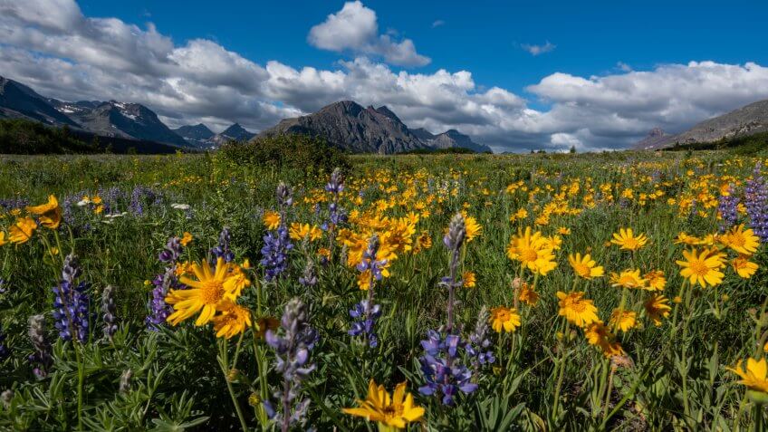 Yellow Daisies in Wildflower Field in Montana Wilderness.