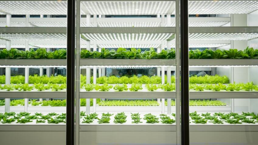 vegetable farm.