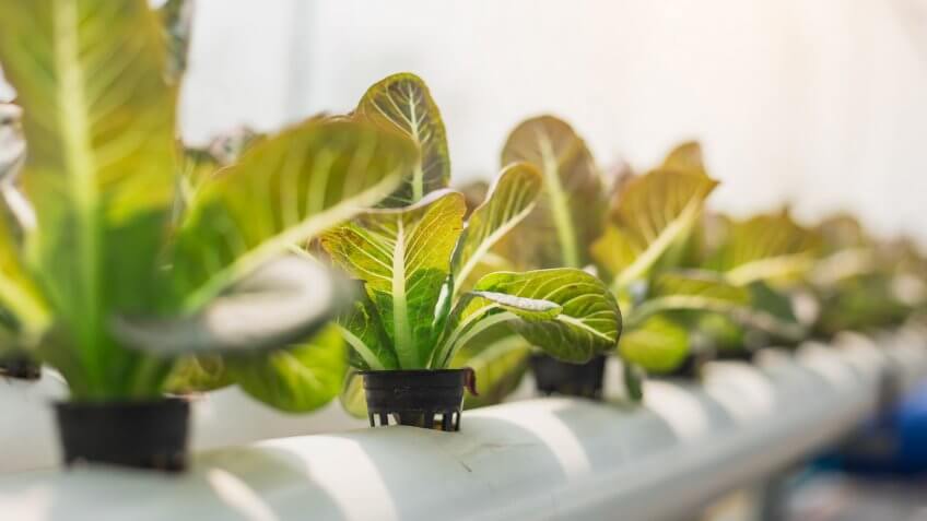 hydroponic indoor farming plant
