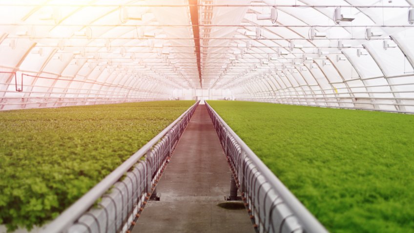 hydroponic indoor farming