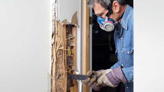 termite damage infestation