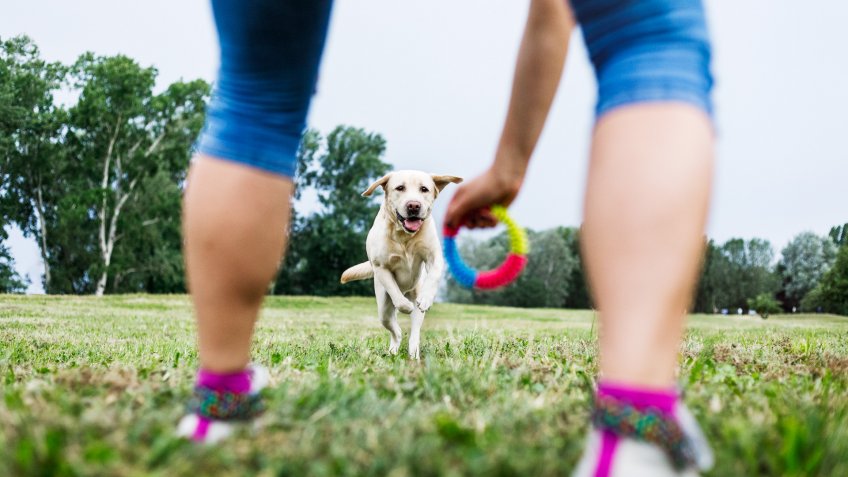 Young woman is playing with her Labrador that tries to catch a pet toy.