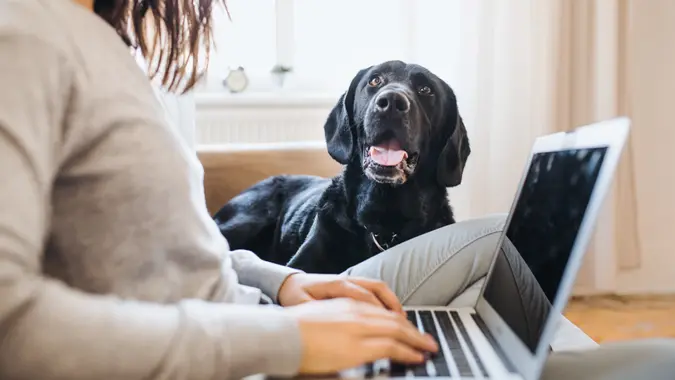 A midsection of unrecognizable teenage girl with a dog sitting on a sofa indoors, working on a laptop.