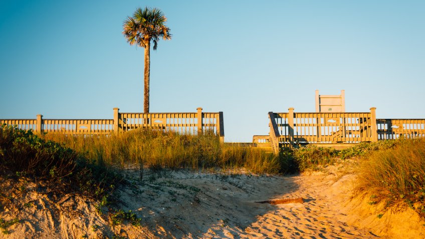 Palm tree and sand dunes in Palm Coast, Florida.