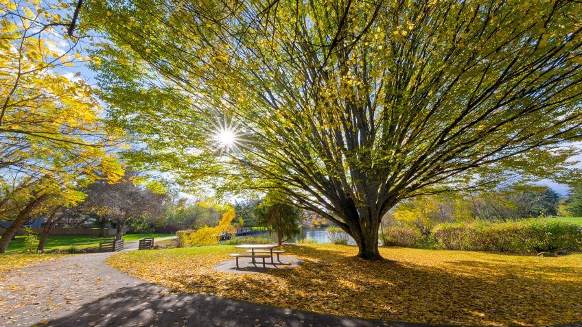 Big old tree at Commonwealth Lake Park in Beaverton Oregon with sun star burst during fall season.