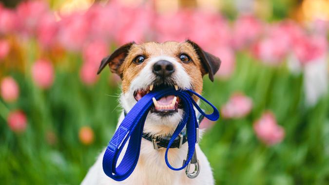 Dog ready for a walk carrying leash in mouth at nice spring morning Jack Russell Terrier holding leash with colorful flower bed at background.