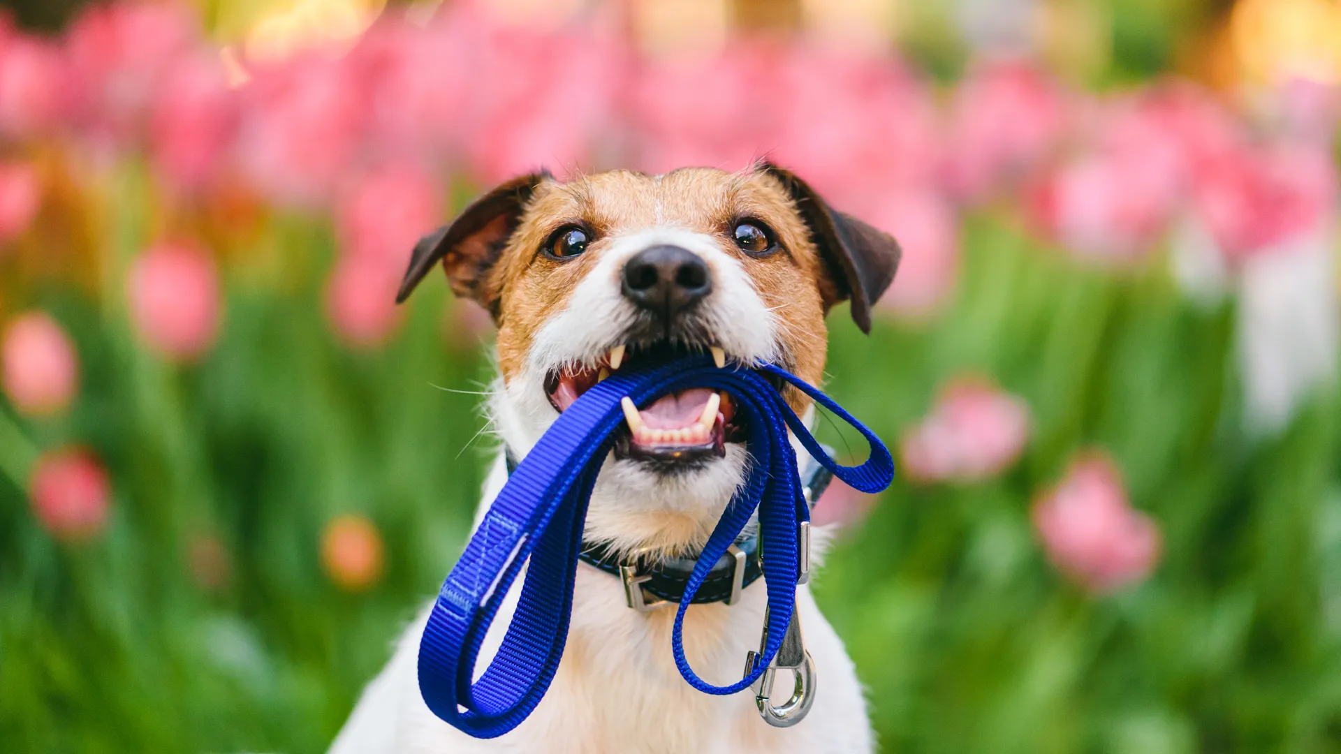 Jack Russell Terrier holding leash with colorful flower bed at background.