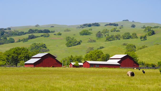 Cows on a farm, Morgan Hill, California - Image.