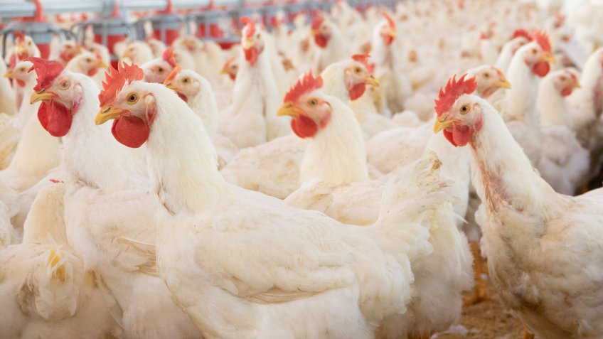 chicken farm