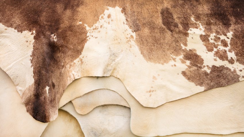 Pile of different brown with white cow hides - Image.