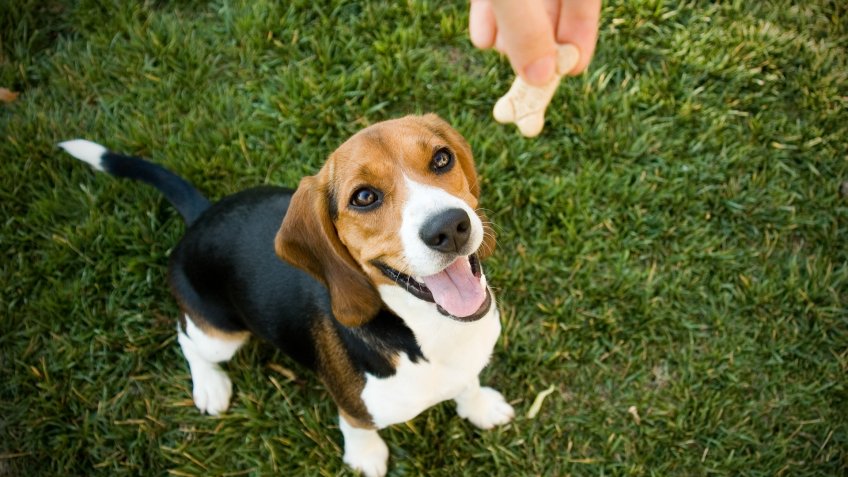 Beagle happy to recieve treat.