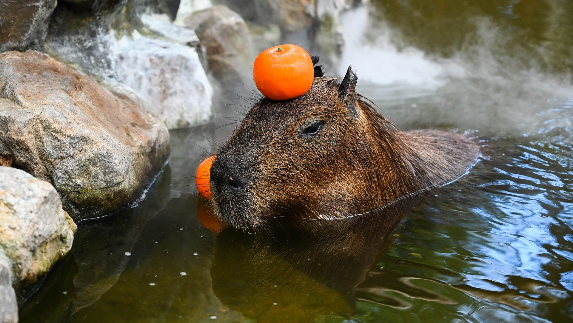 Capybara Pet And Cat