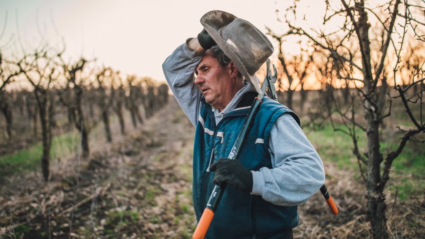 One man, senior man ready for pruning fruit trees in his orchard in winter, holding pruning shears, he looks tired.