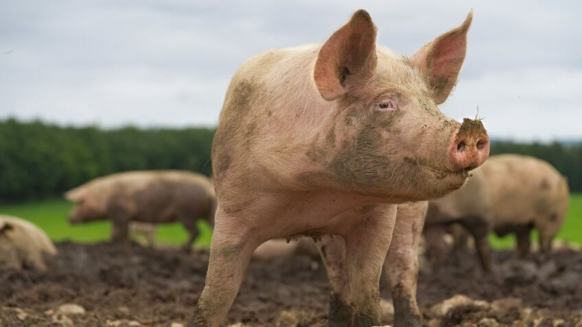 Domestic farm animals.