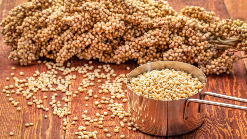 scoop of white sorghum grains with clusters of ripe seeds on rustic red wood background - Image.