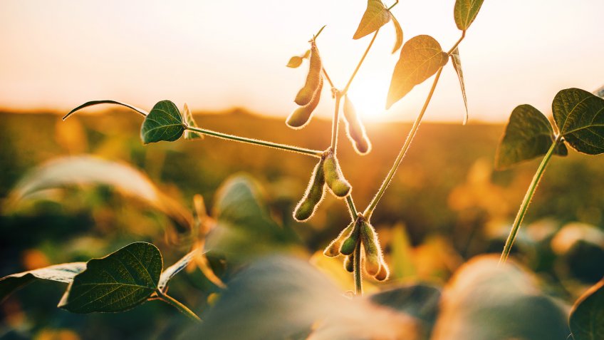 soybean farmer at sunrise