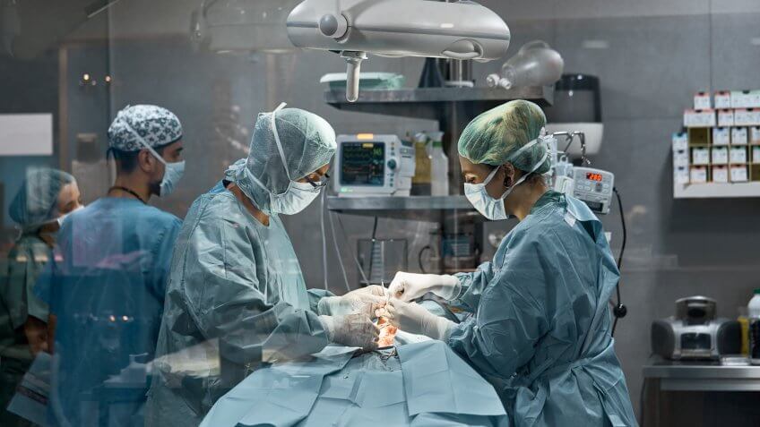 Male and female surgeons performing surgery on dog.