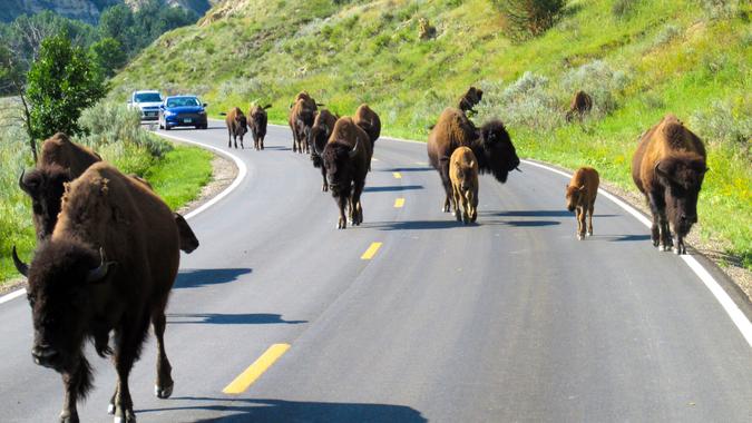 Buffalo herd crossing the road in Teddy Roosevelt National Park.