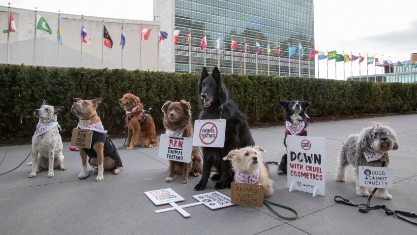 Mandatory Credit: Photo by Andrew Kelly/AP/Shutterstock (9333445i)Body Shop United Nations Protest.