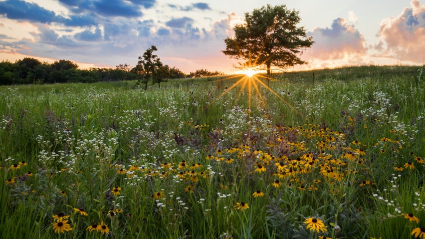 A prairie spectacular sunset with a sunburst beneath a tree that is highlighting a field of white and yellow prairie flowers.