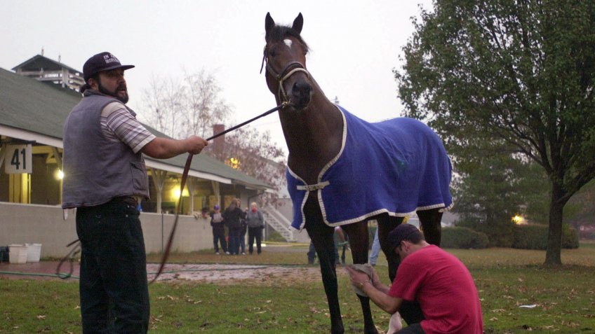 Fusaichi Pegasus thoroughbred horse