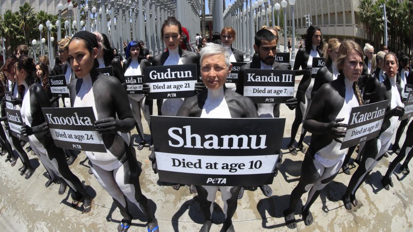 Mandatory Credit: Photo by Mike Nelson/EPA/Shutterstock (8923478d)PETA (People for the Ethical Treatment of Animals) activists holds signs of orca whales that have died in captivity at SeaWorld as they staged a die-in outside the Los Angeles County Museum of Art in Los Angeles, California, USA, 07 July 2017.