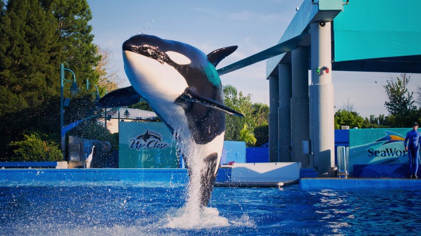 SeaWorld Orca whale show