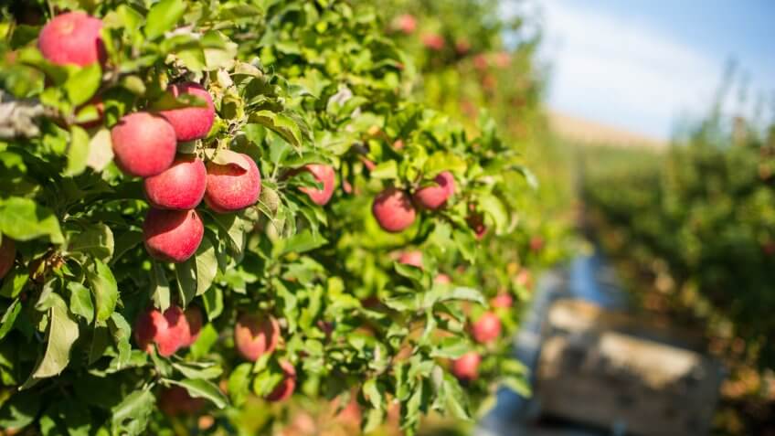 Red Delicous apple hanging from tree in the state of Washington.