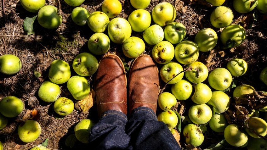 apples fallen from the tree