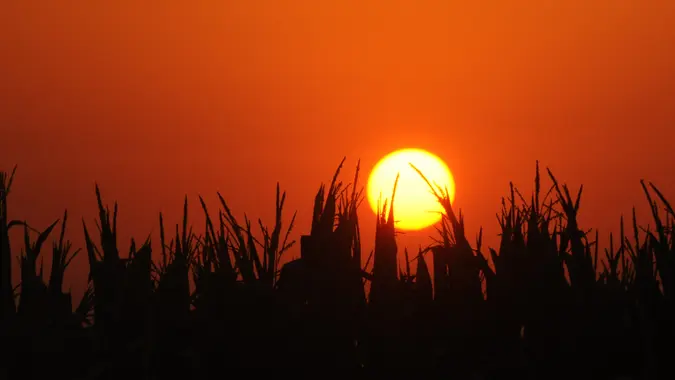 farming corn