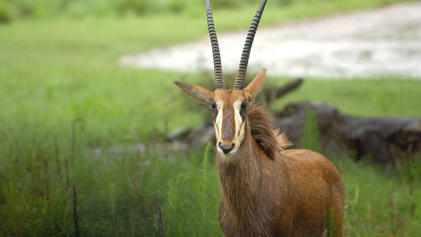 gazelle at Disney World Animal Kingdom