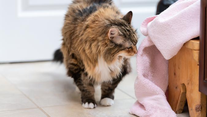 pet cat in house-shutterstock_1392230240 pet cat in house