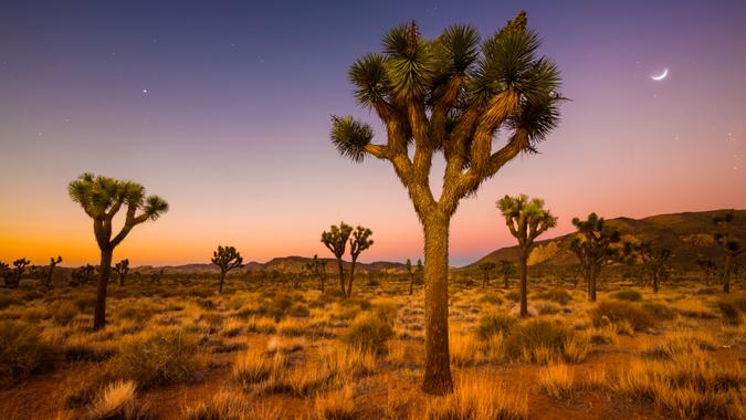 A grove of Joshua Trees being bathed in the soft glow of morning twilight in Joshua Tree National Park, CA.