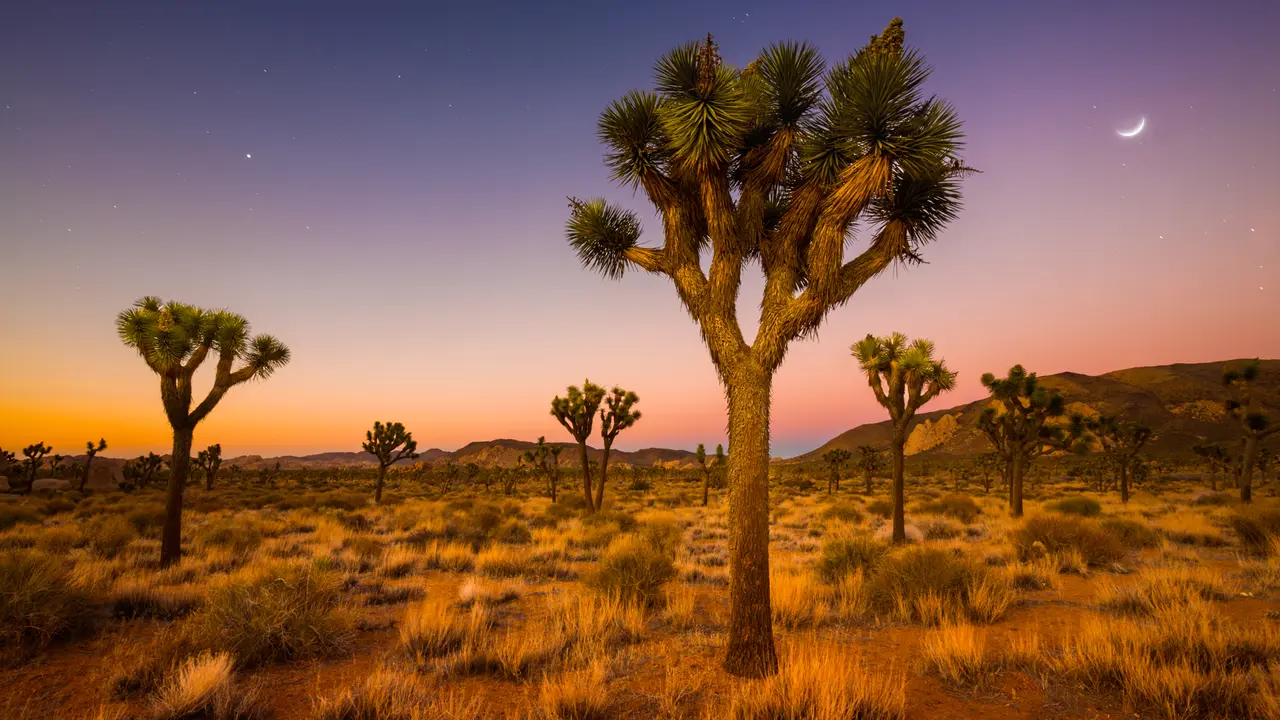 A grove of Joshua Trees being bathed in the soft glow of morning twilight in Joshua Tree National Park, CA.