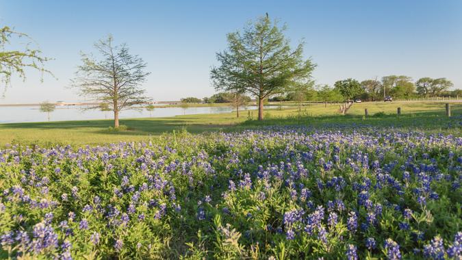 Bluebonnet blossom near lake park in Lewisville, Texas, USA.