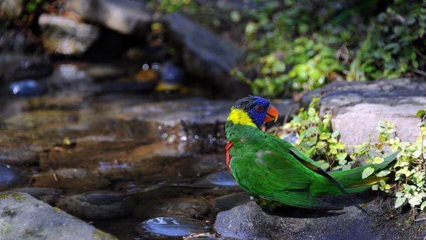 Colorful Lorikeet stands besides pool of water at the Riverbanks Zoo and Garden in Columbia, South Carolina.