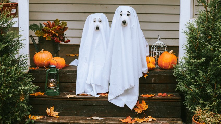 Domestic dogs dressed in ghost costume for Halloween.