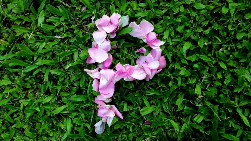 English alphabet " P " letter for rose petals with green grass background - Image.