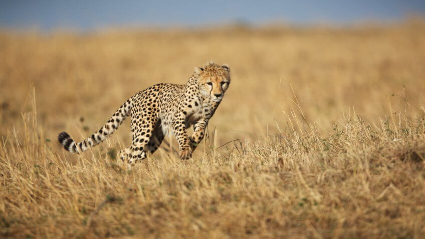 A wild Cheetah running across the savannah grassland of the Masai Mara, Kwenya.