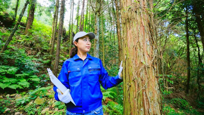 Asian woman engineer working in the forest