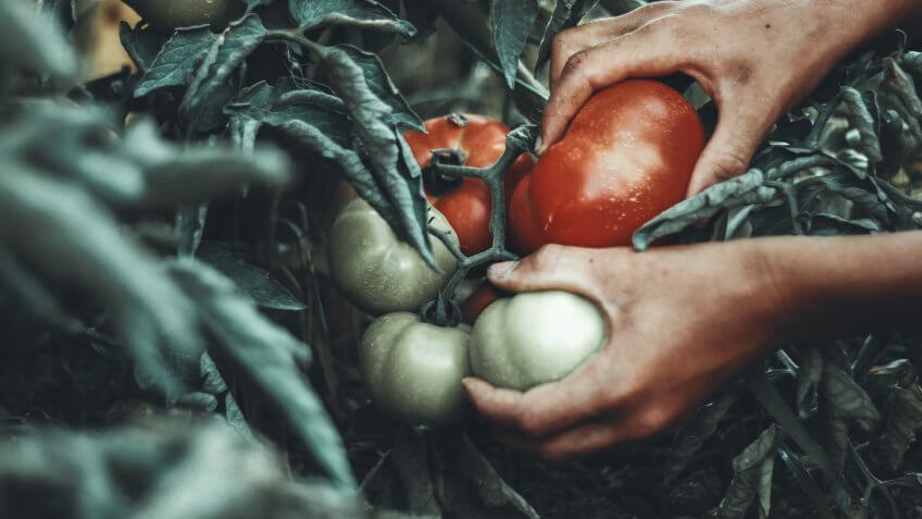 hands of farmer picking up fresh tomatoes at plantation.