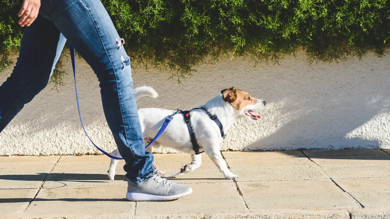 Jack Russell Terrier in harness walking on loose leash.