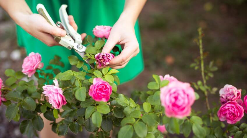 woman trimming flowers