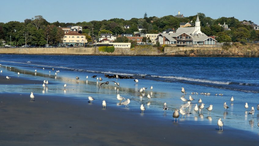 A flock of sea gulls scattered along lynn beach in lynn massachusetts, in the background is the town of swampscott - Image.