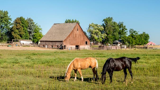 Black and tan horse on an Idaho farm with a wooden barn Black and tan horse on an Idaho farm with a wooden barn.